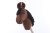 Hobby horse gniady A4 half.JPG